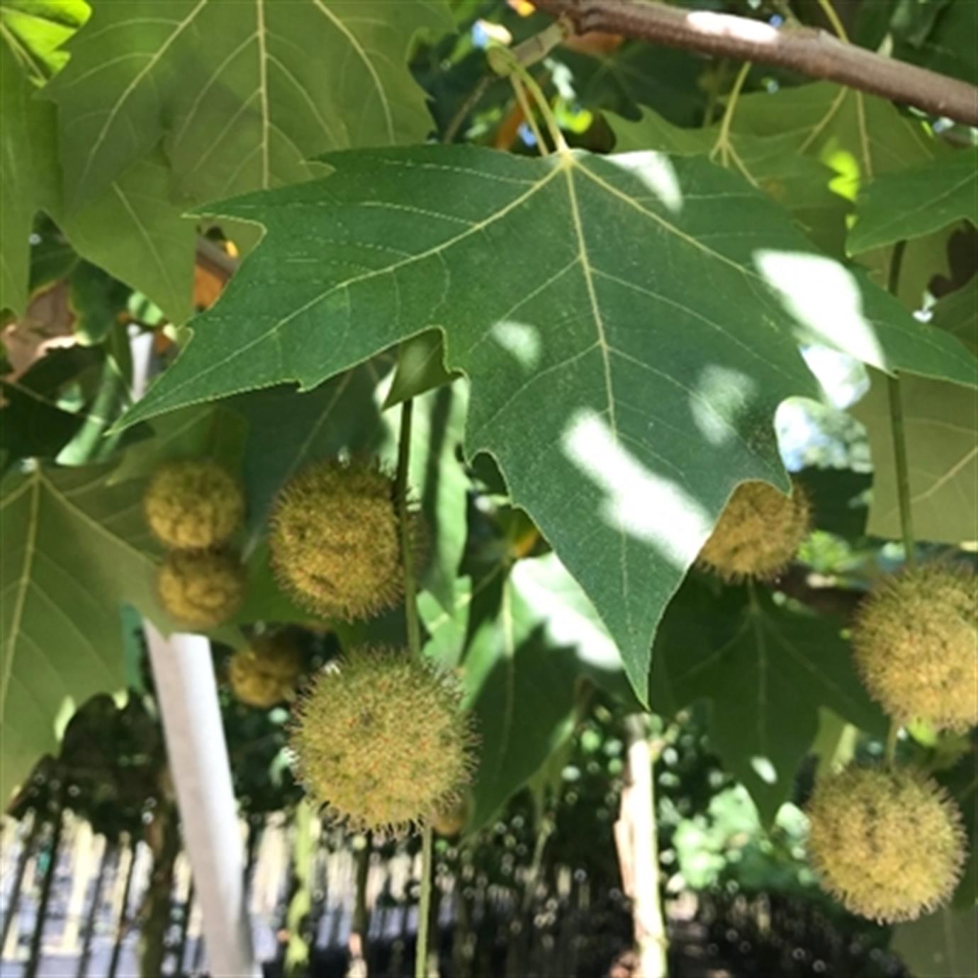 BATI ÇINARI (PLATANUS ORİENTALİS) FİDANI