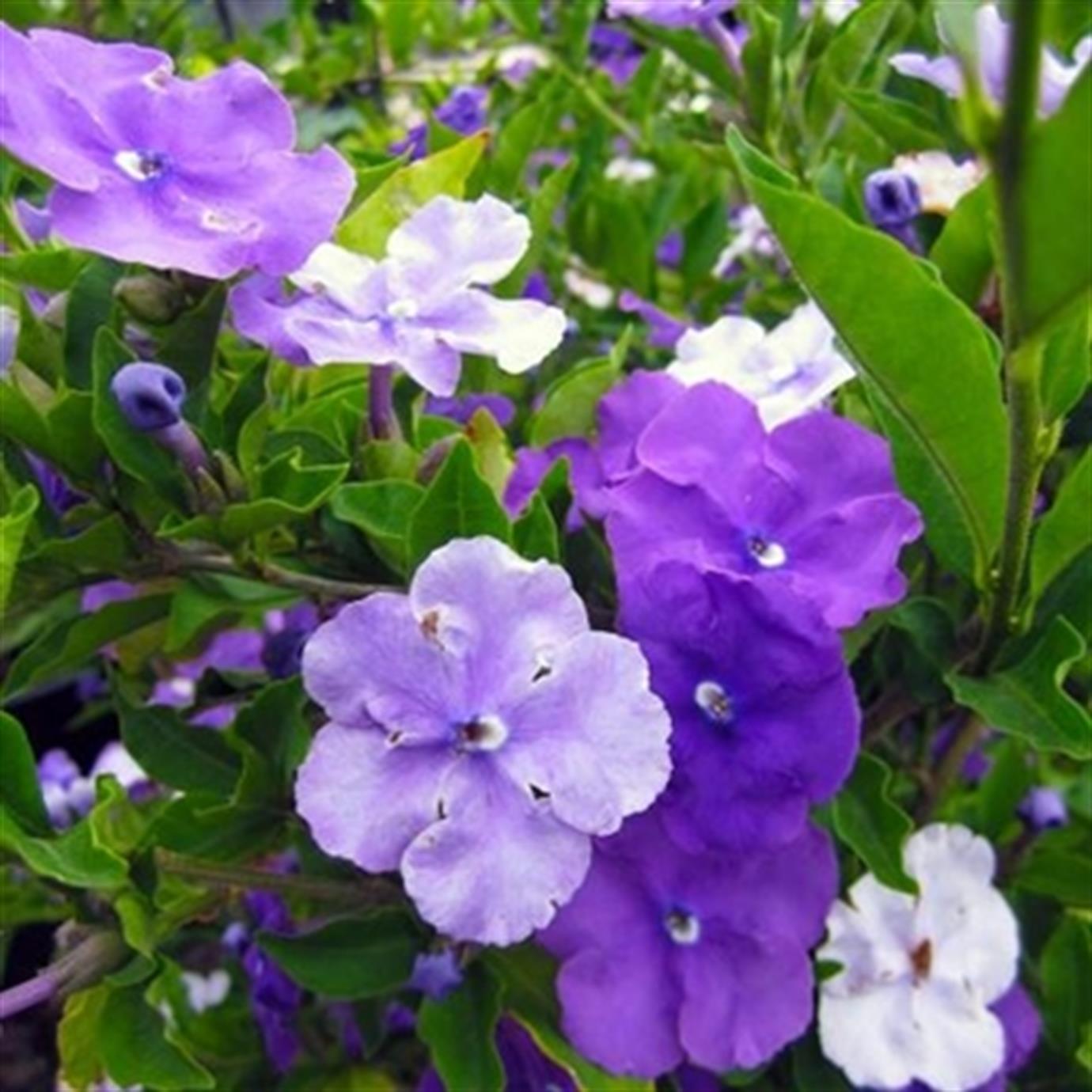 BRUNFELSİA PAUCİFLORA FİDANI