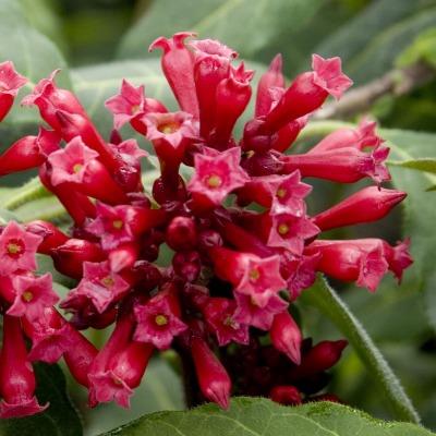 CESTRUM NAVELLİ SCARLET CLUSTER FİDANI