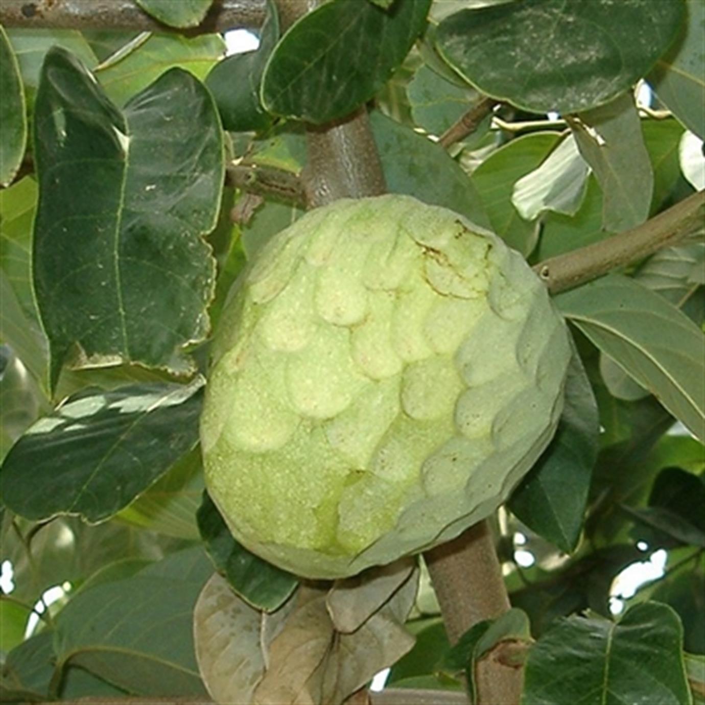 CHERİMOYA (ANNONA CHERİMOLA) FİDANI