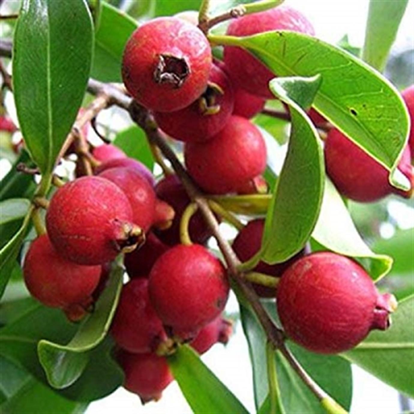 ÇİLEK GUAVA (STREWBERRY) FİDANI