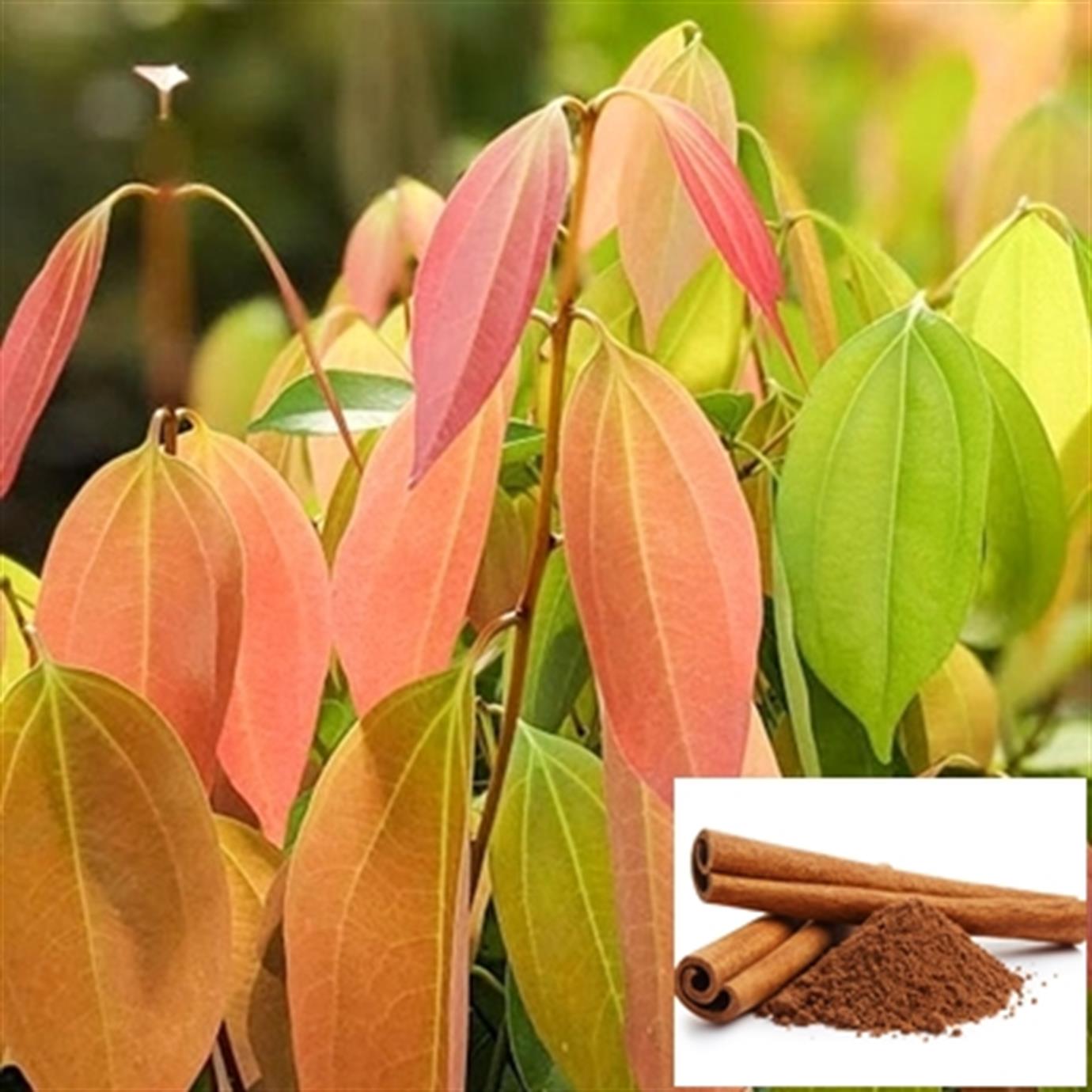 CİNNAMOMUM ZEYLANİCUM (TARÇIN) FİDANI