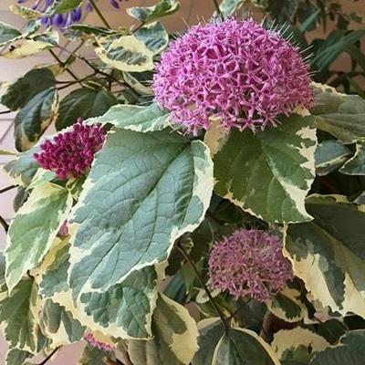 CLERODENDRUM BUNGEİ FİDANI