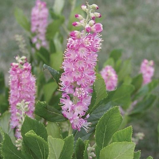 CLETHRA ALNİFOLİA (SUMMER SWEET) FİDANI