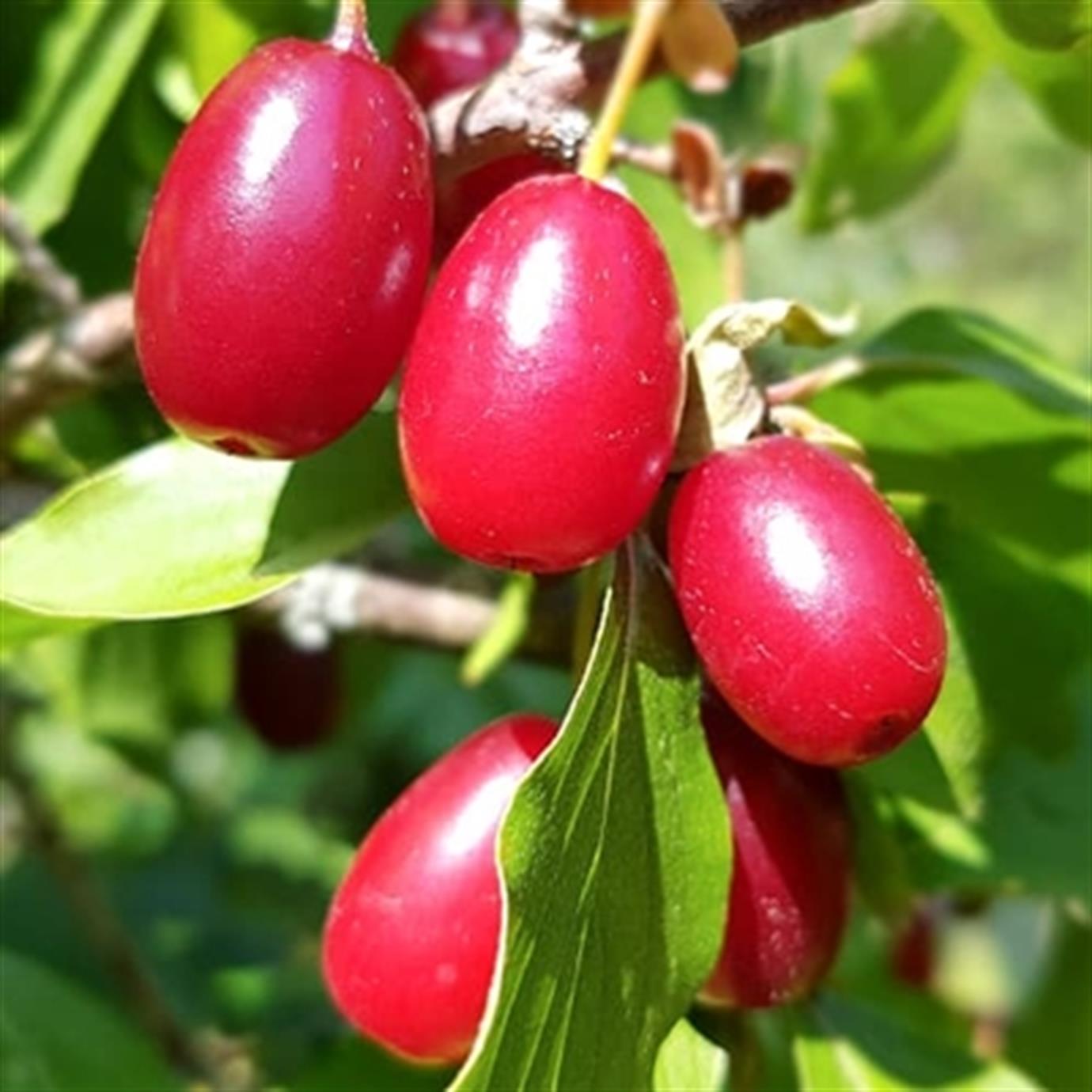 CORNUS MAS (AŞILI KIZILCIK) FİDANI