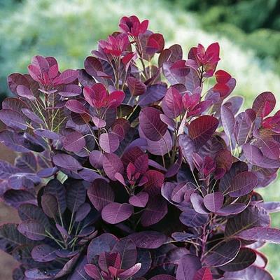 COTİNUS COGGYGRİA ROYAL PURPLE FİDANI