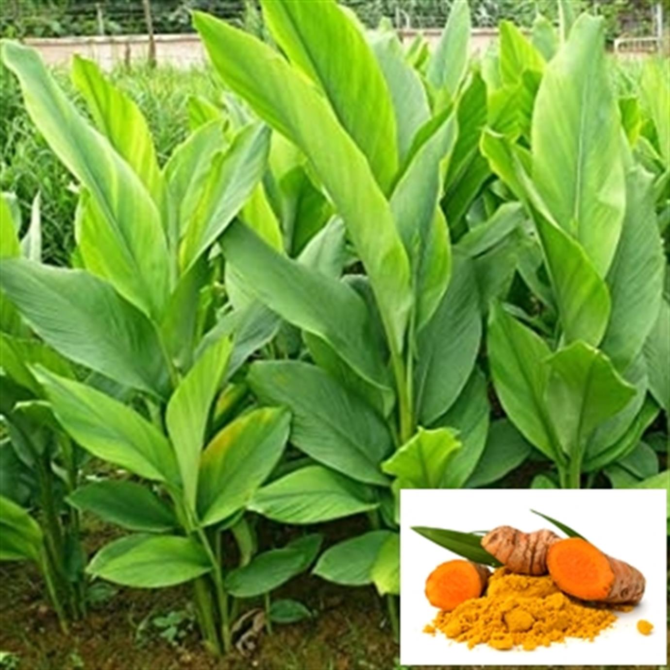 CURCUMA LONGA (ZERDEÇAL) FİDANI