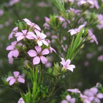 DİOSMA HİRSUTA PİNK FOUNTAİN FİDANI
