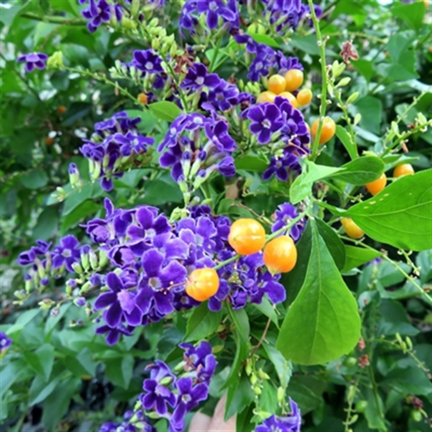 DURANTA ERECTA FİDANI