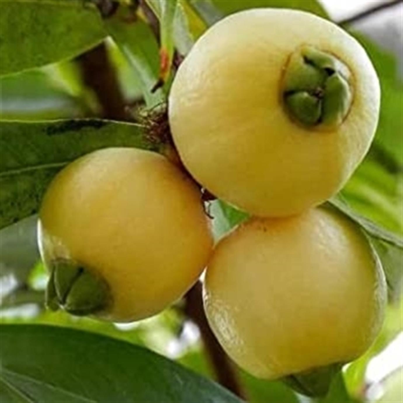 GÜL ELMASI (ROSE APLE) FİDANI