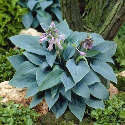 HOSTA (AĞUSTOS ZAMBAĞI) FİDANI