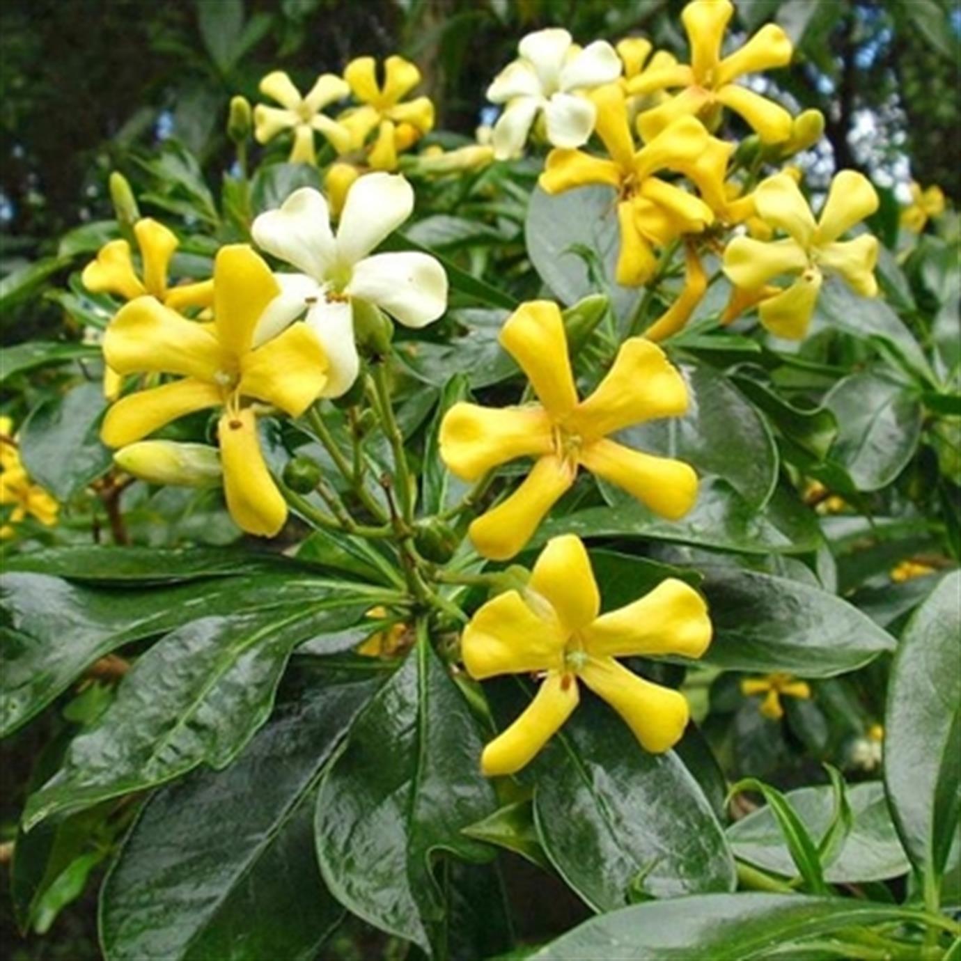 HYMENOSPORUM FLAVUM (AVUSTRALYA FRANGİPANİ)  FİDANI