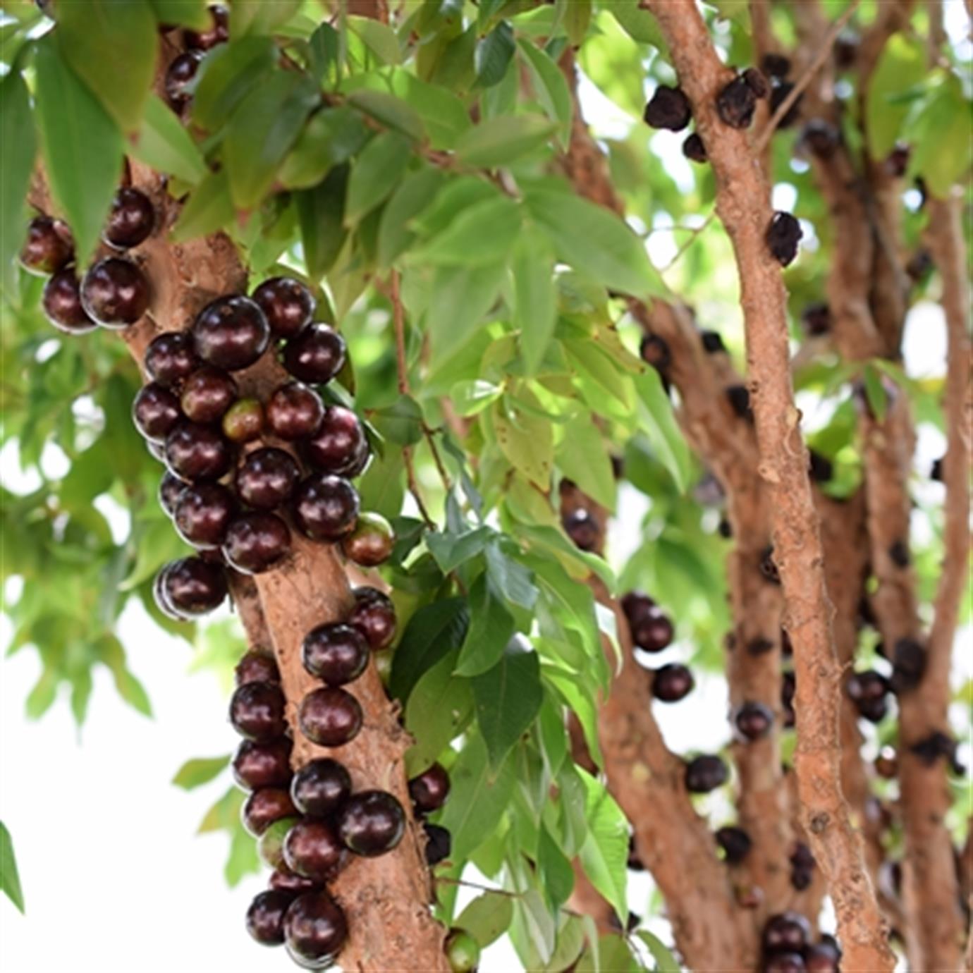 JABOTİCABA (PLİNİA COULİFLORA) FİDANI