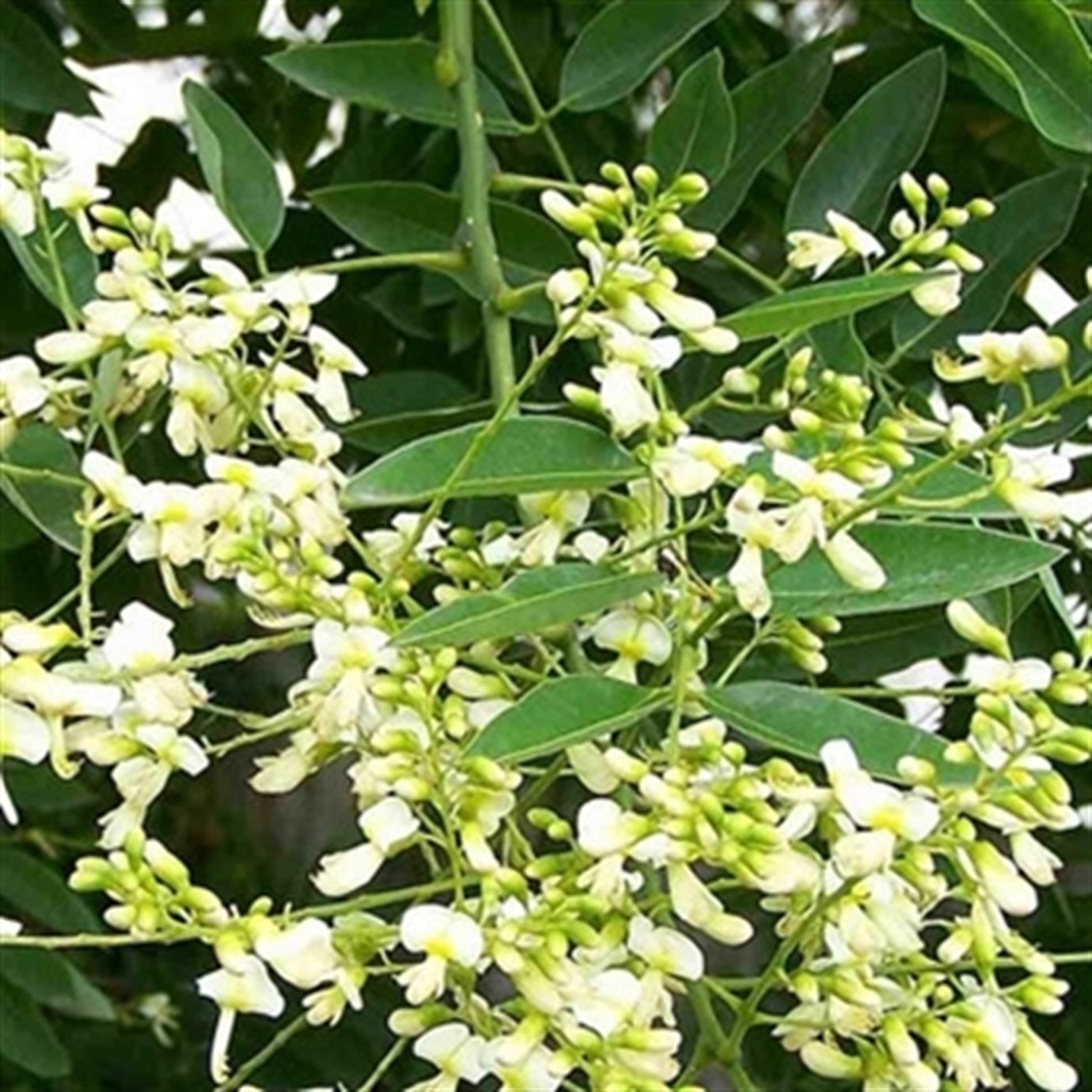 JAPON SOFORASI (SOPHORA JAPONİCA) FİDANI