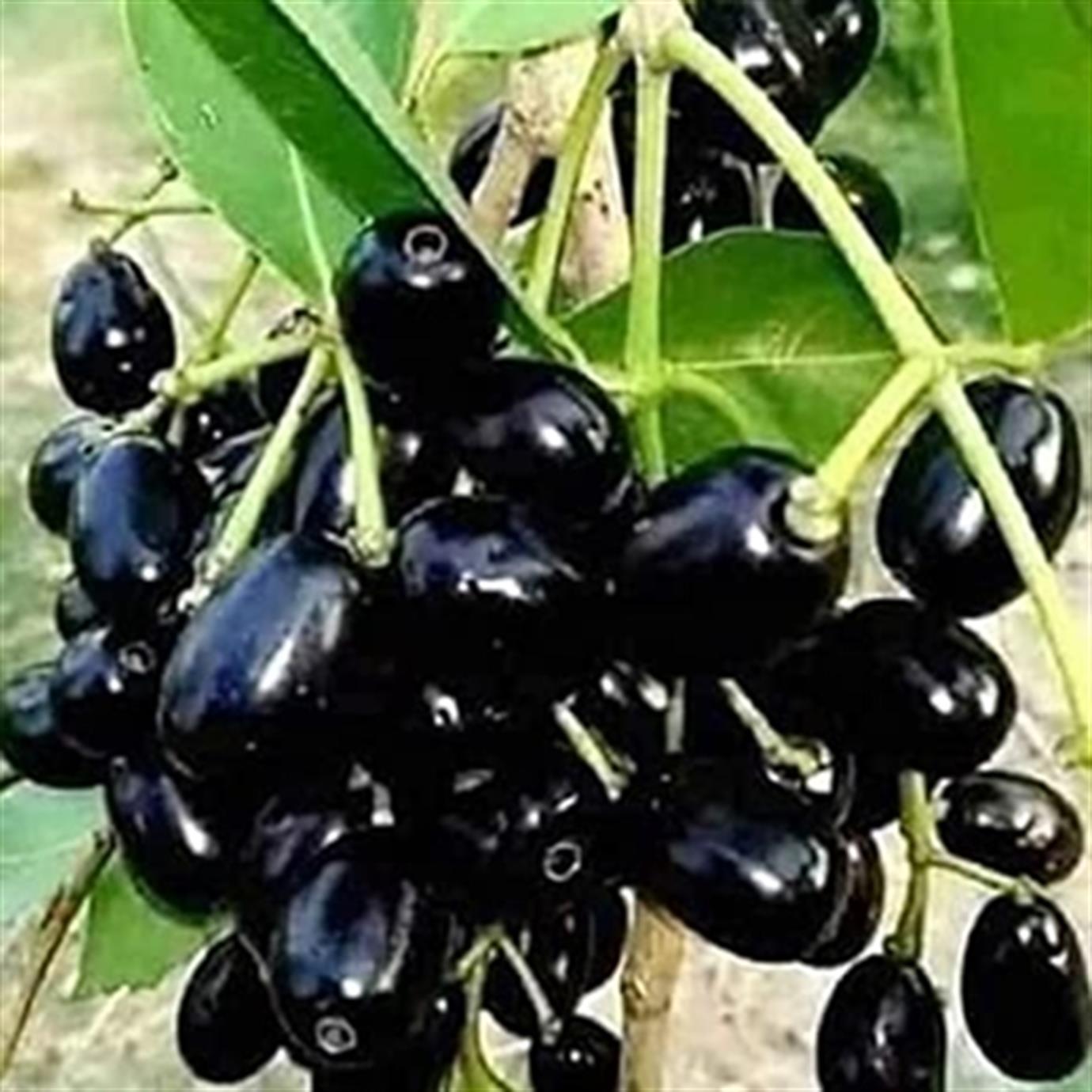 JAVA PLUM (JAMBOLAN) FİDANI