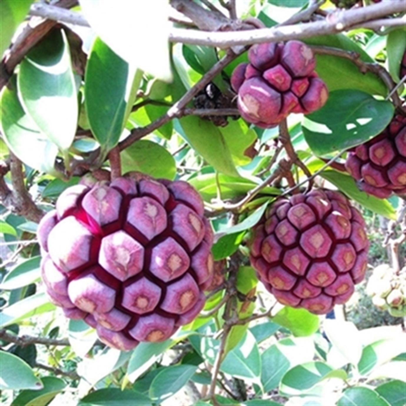 KADSURA MEYVESİ (KADSURA COCCİNEA) FİDANI