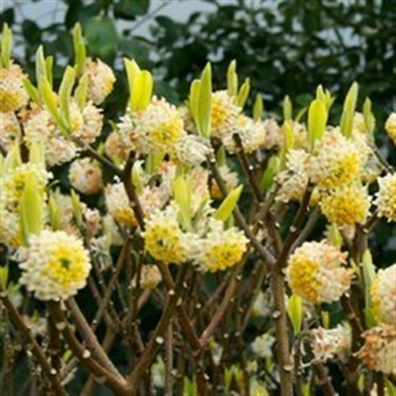 KAĞIT ÇALISI (EDGEWORTİA CHRYSANTHA) FİDANI