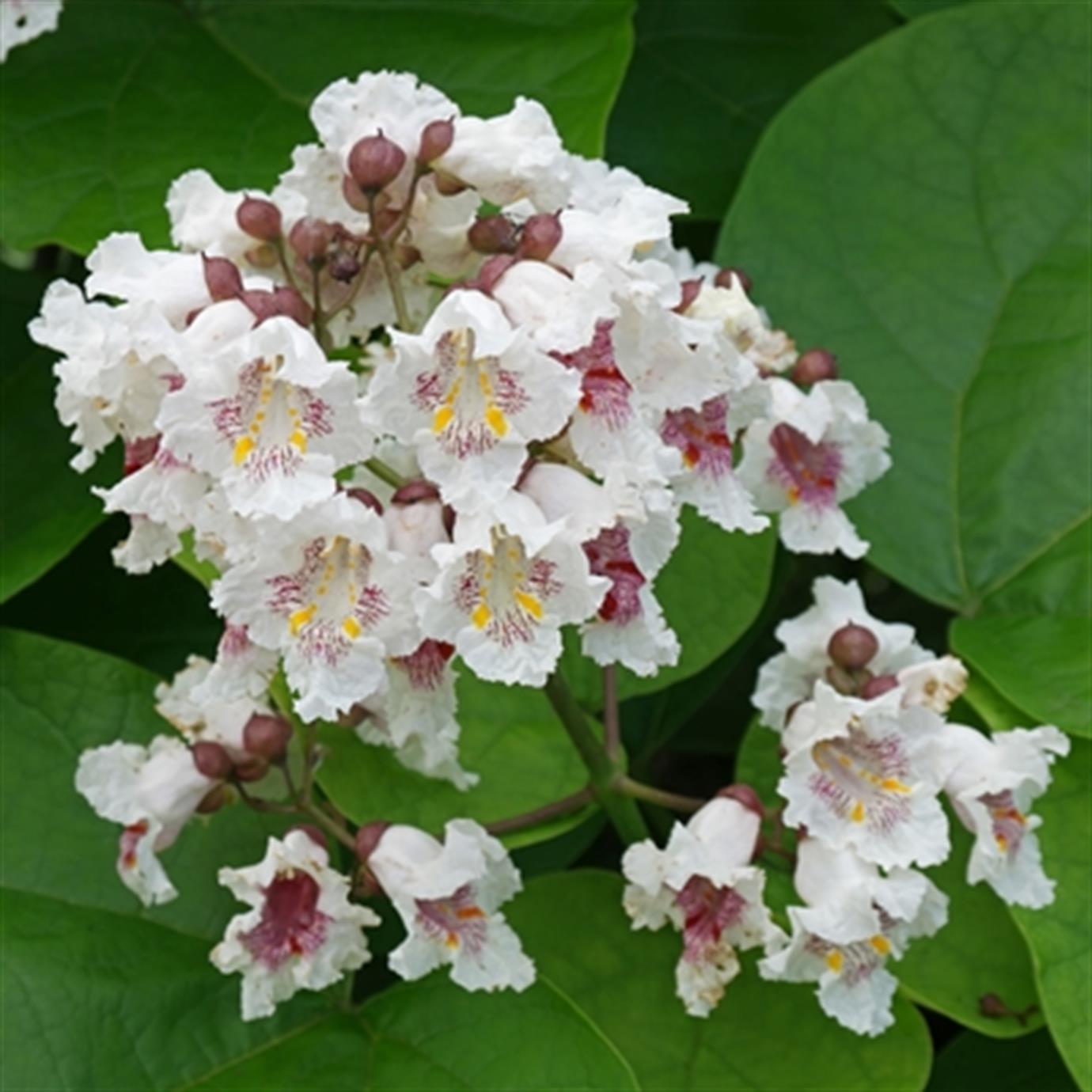 KATALPA (CATALPA BİGNONİOİDES) FİDANI