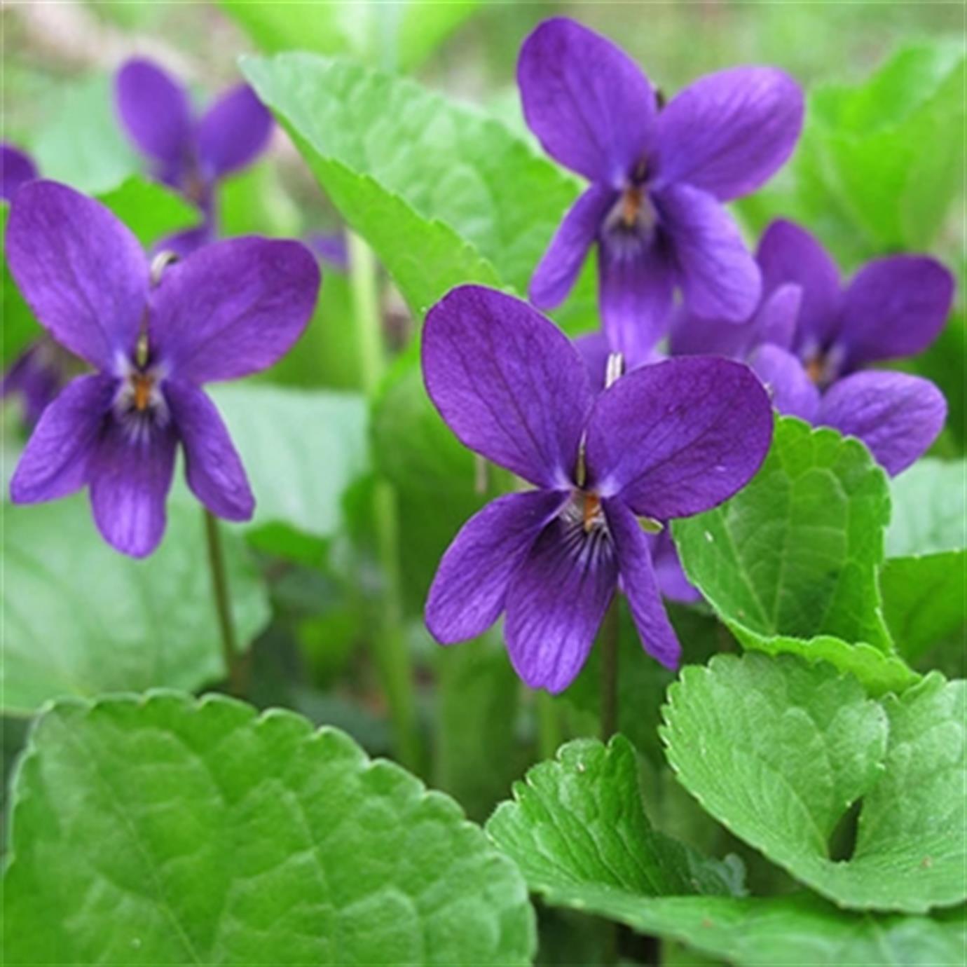 KIR MENEKŞESİ (VİOLA ODORATA) FİDANI