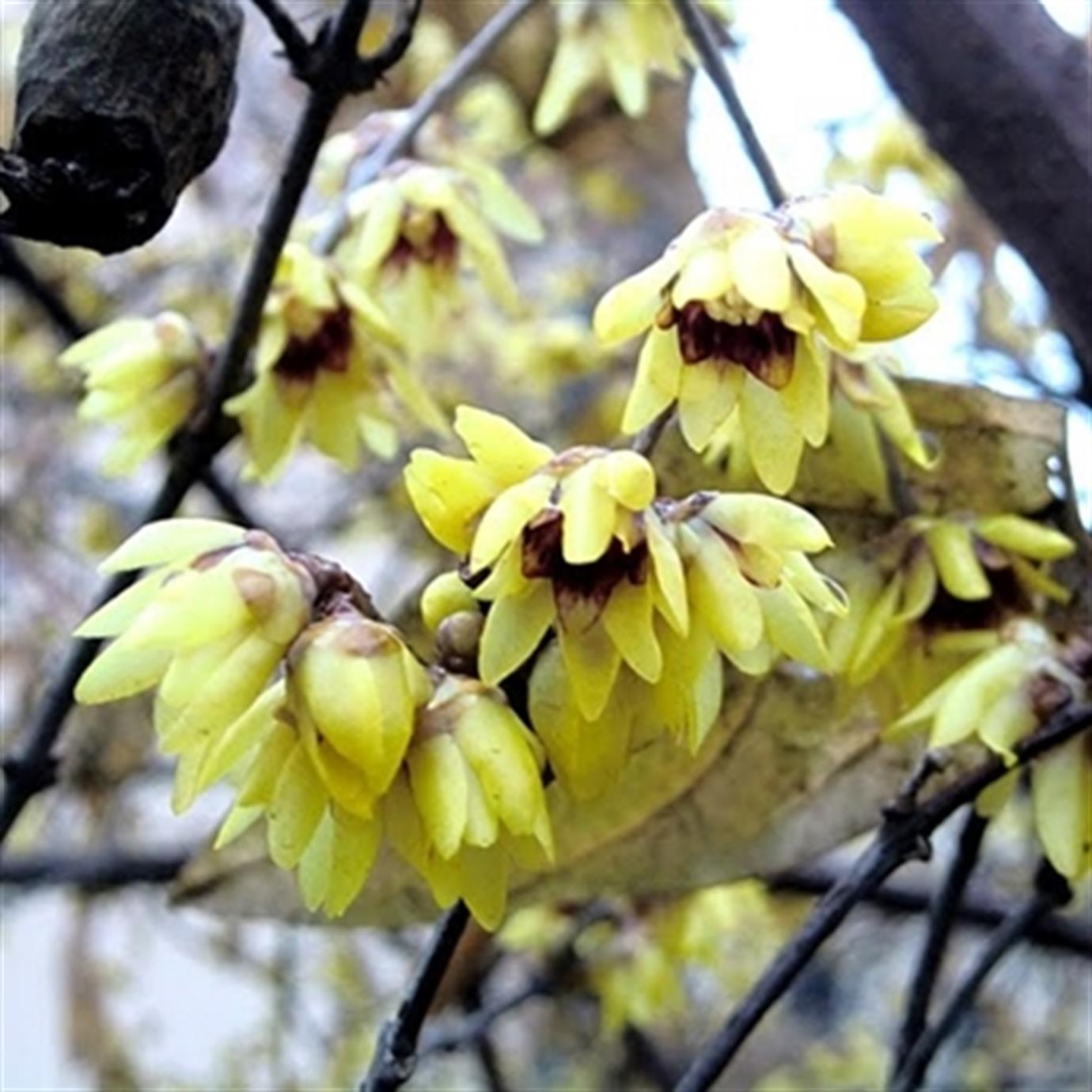 KIŞ TATLISI (CHİMONANTHUS PRAECOX) FİDANI