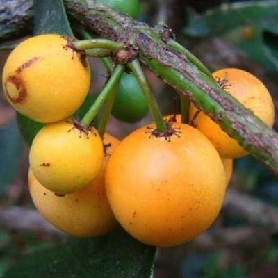 LEMON DROP MANGOSTEEN FİDANI