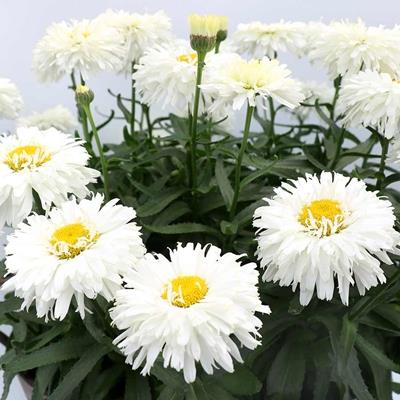 LEUCANTHEMUM SUPERBUM COCONUT