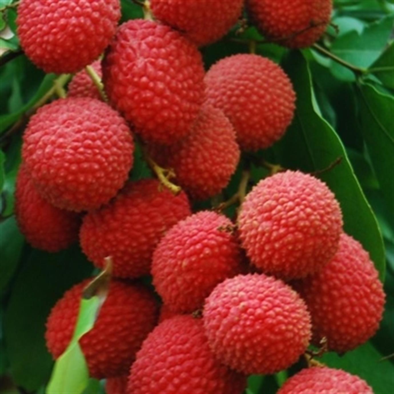 LİÇİ (LİTCHİ CHİNENSİS) FİDANI