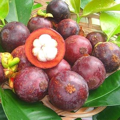 MANGOSTEEN FİDANI