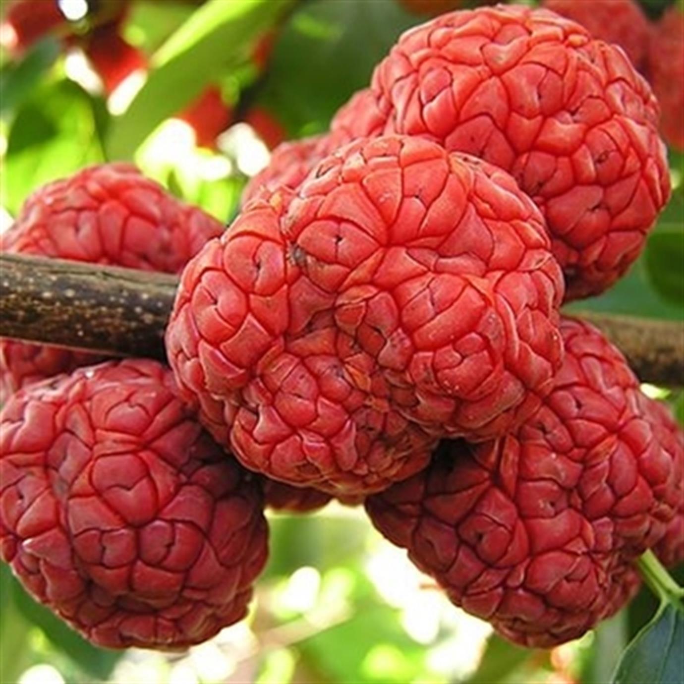 MELON BERRY (CHE MANDARİN) FİDANI
