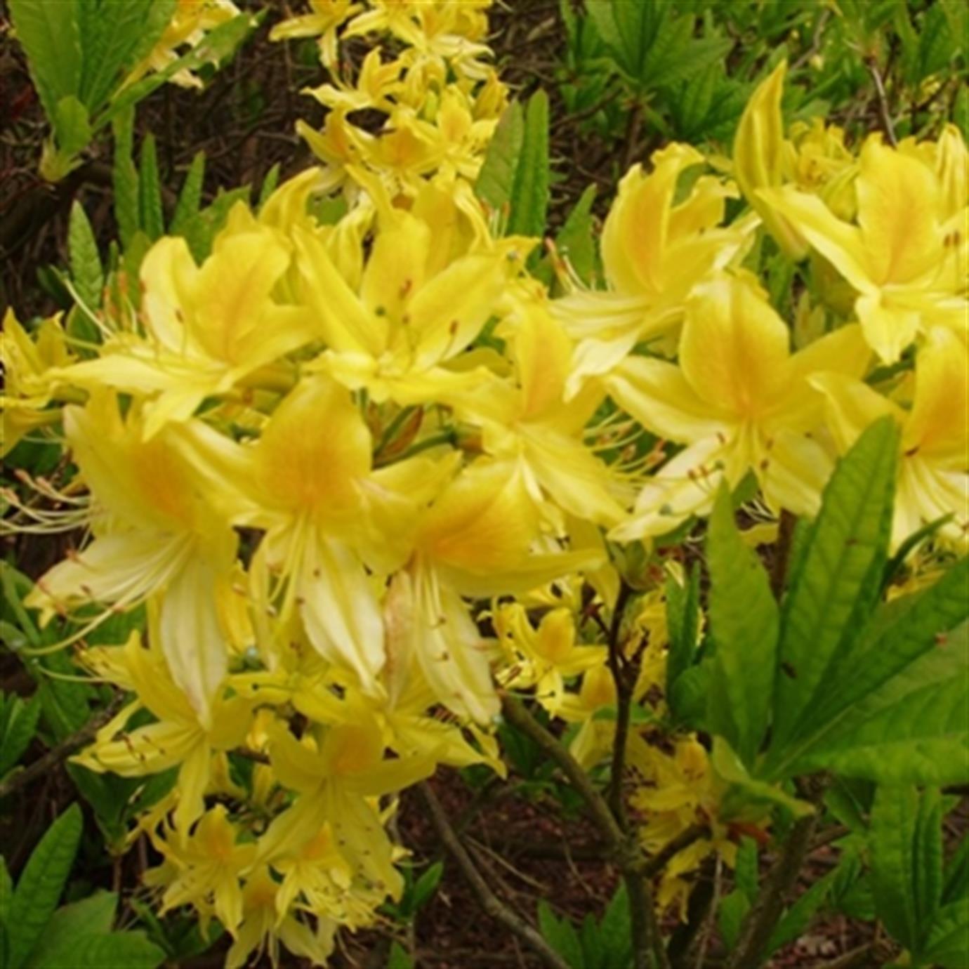 ORMAN GÜLÜ (RHODODENDRON LUTEUM) FİDANI