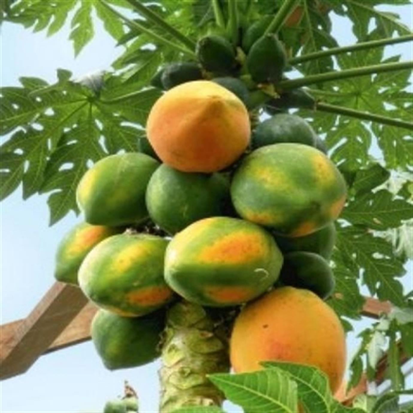 PAPAYA (CARİCA PAPAYA) FİDANI