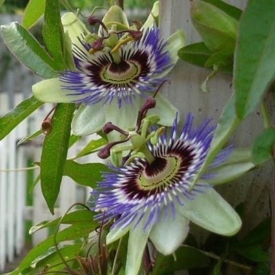 PASSİFLORA CAERULEA FİDANI