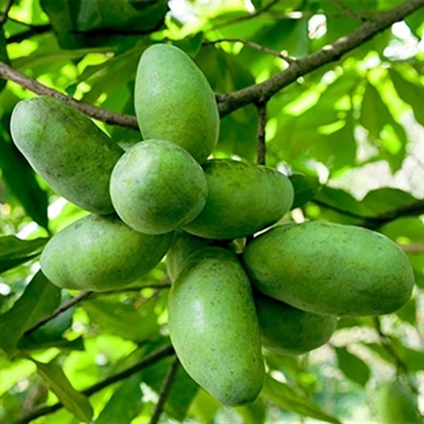 PAWPAW (ASİMİNA TRİLOBA) FİDANI