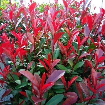 POTİNİA FRASERİ ''CARRE ROUGE'' FİDANI
