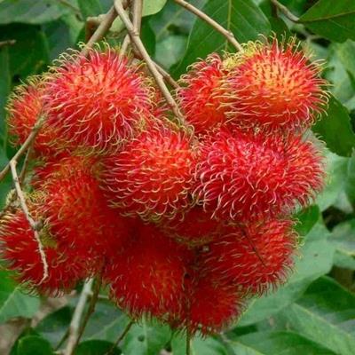 RAMBUTAN FİDANI