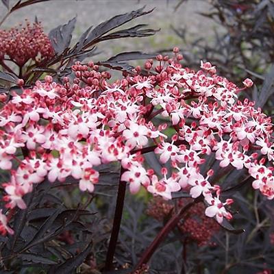 SAMBUCUS NİGRA BLACK LACE