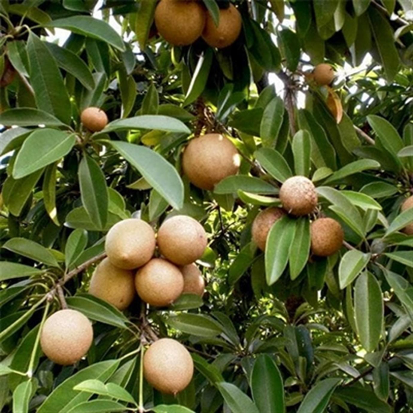 SAPODİLLA (MANİLKARA ZAPOTA) FİDANI