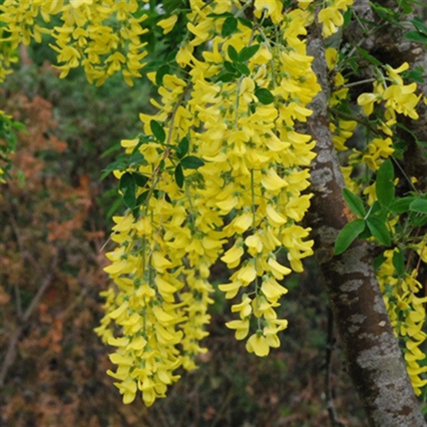 SARI SALKIM (LABURNUM ANAGYROİDES) FİDANI
