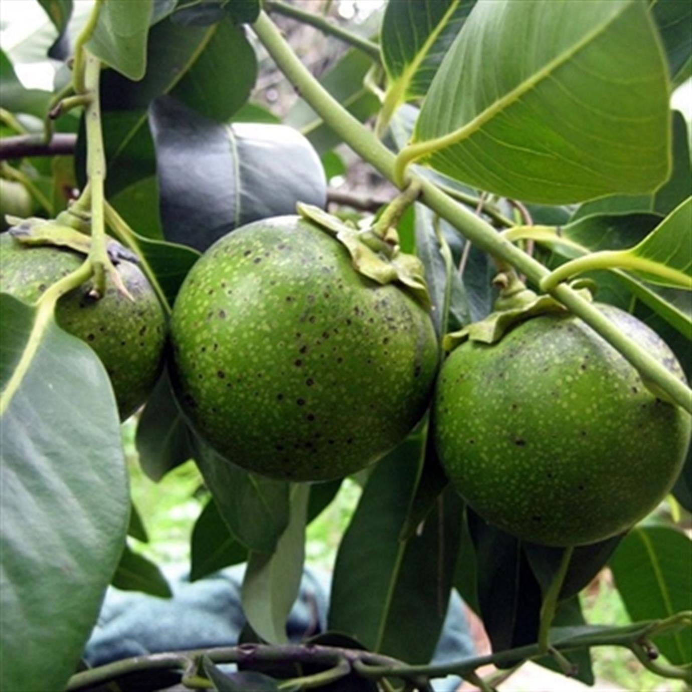 SİYAH SAPOT (BLACK SAPOTE) FİDANI