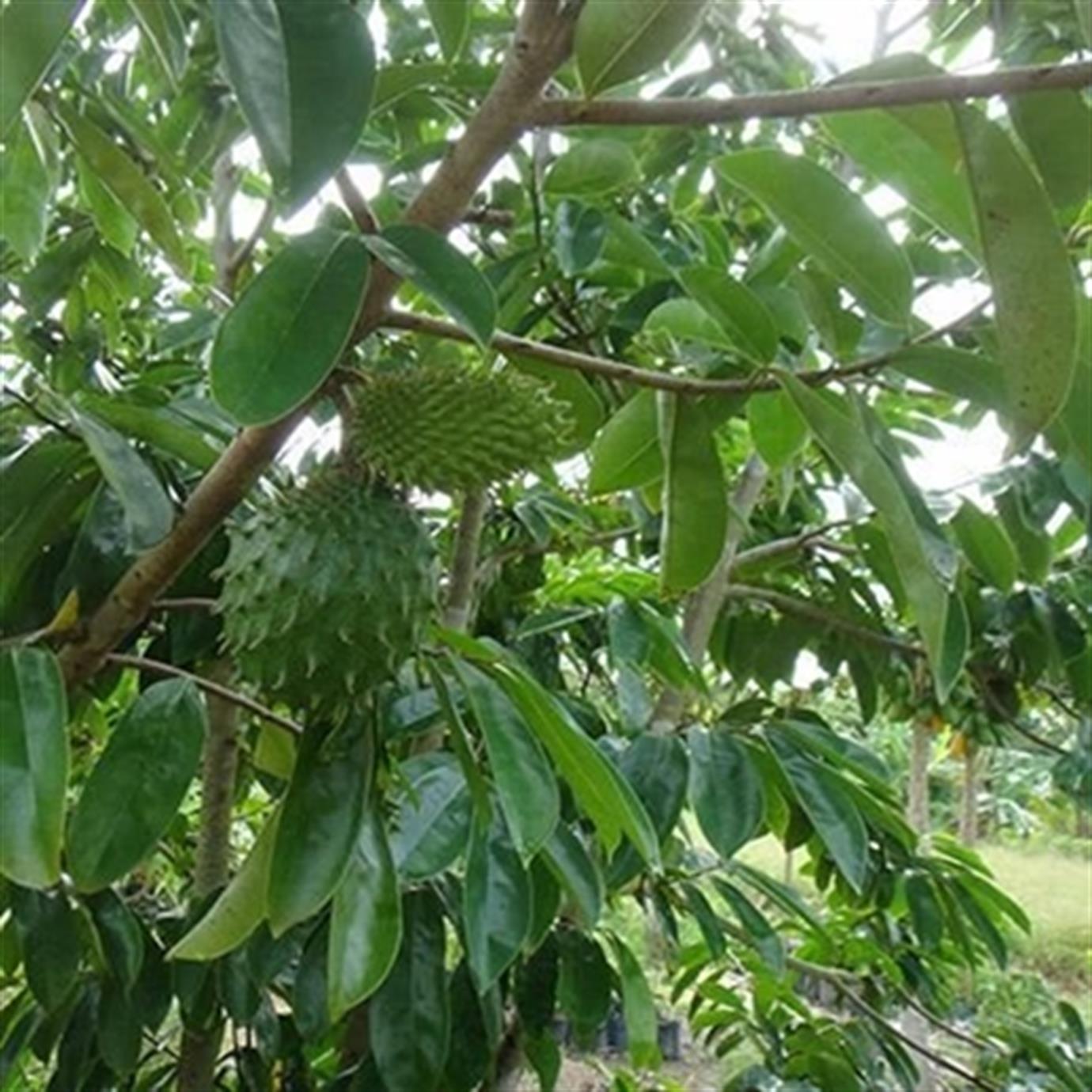 SOURSOP (ANNONA MURİCATA) FİDANI