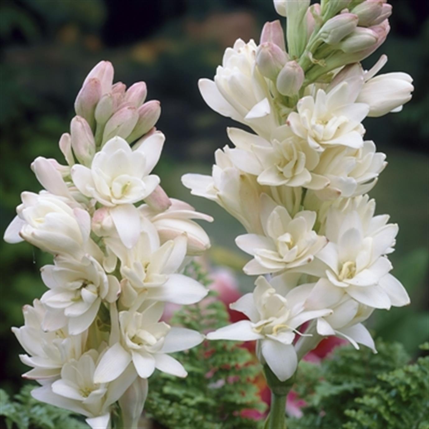 SÜMBÜLTEBER (POLİANTHES TUBEROSA) FİDANI
