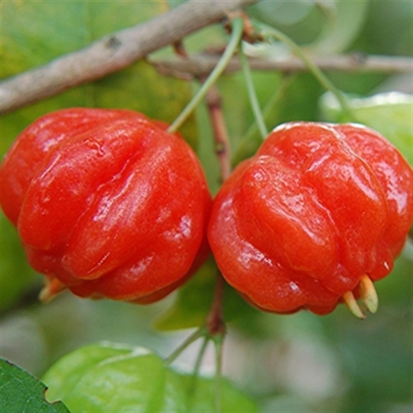 SURİNAM KİRAZI (EUGENİA UNİFLORA) FİDANI