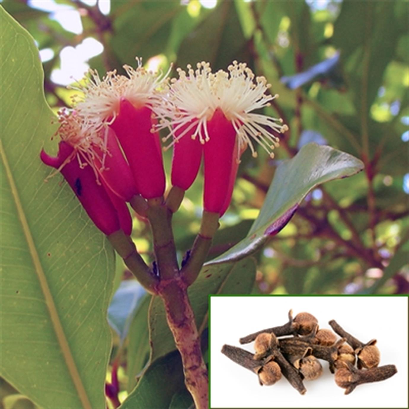 SYZGİUM AROMATİCUM (KARANFİL) FİDANI