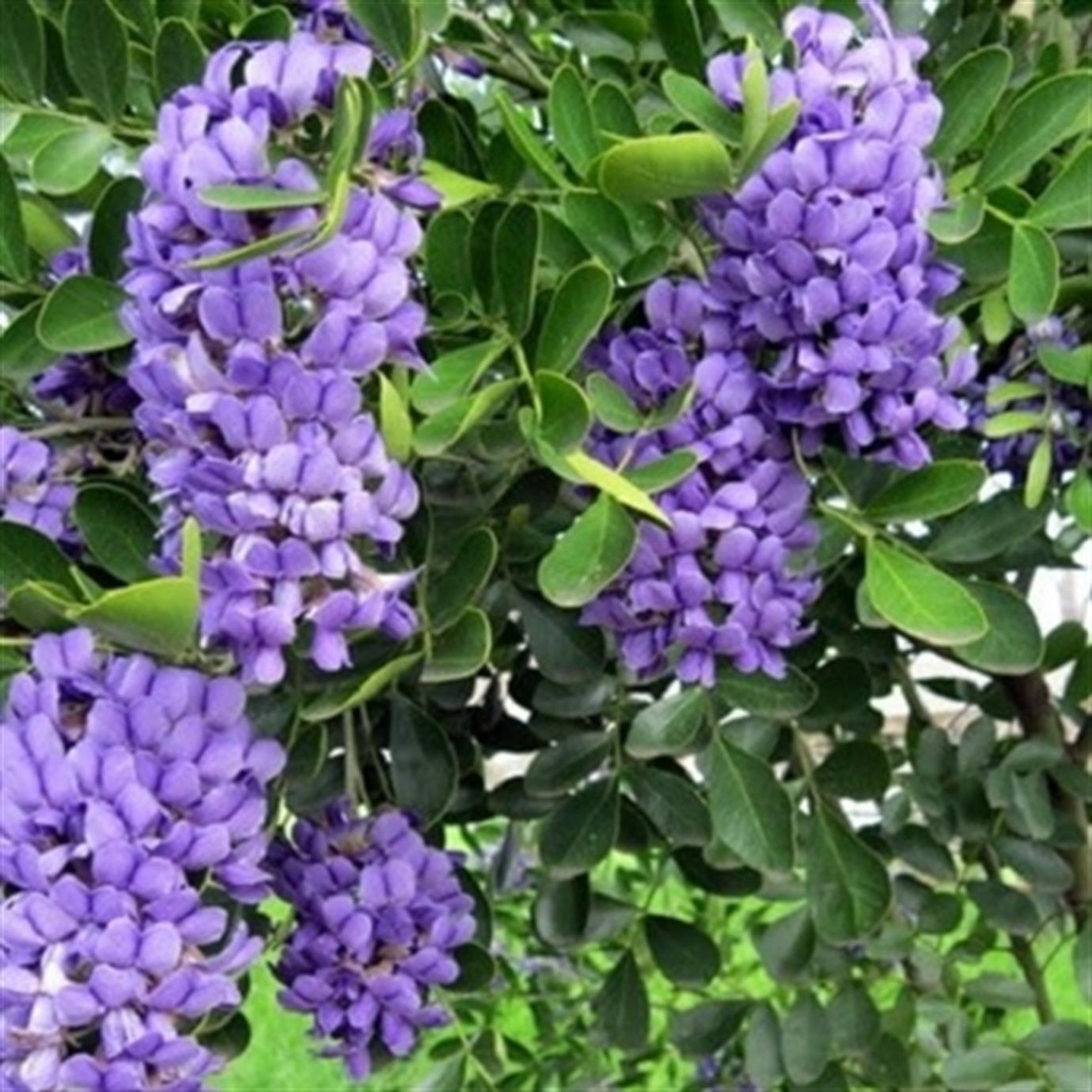 TEKSAS DAĞ DEFNESİ (SOPHORA SECUNDİFLORA) FİDANI