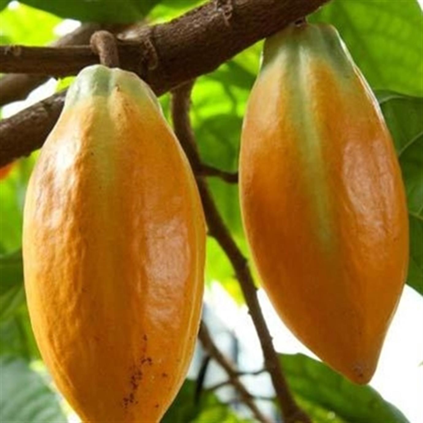 THEOBROMA CACAO (KAKAO) FİDANI