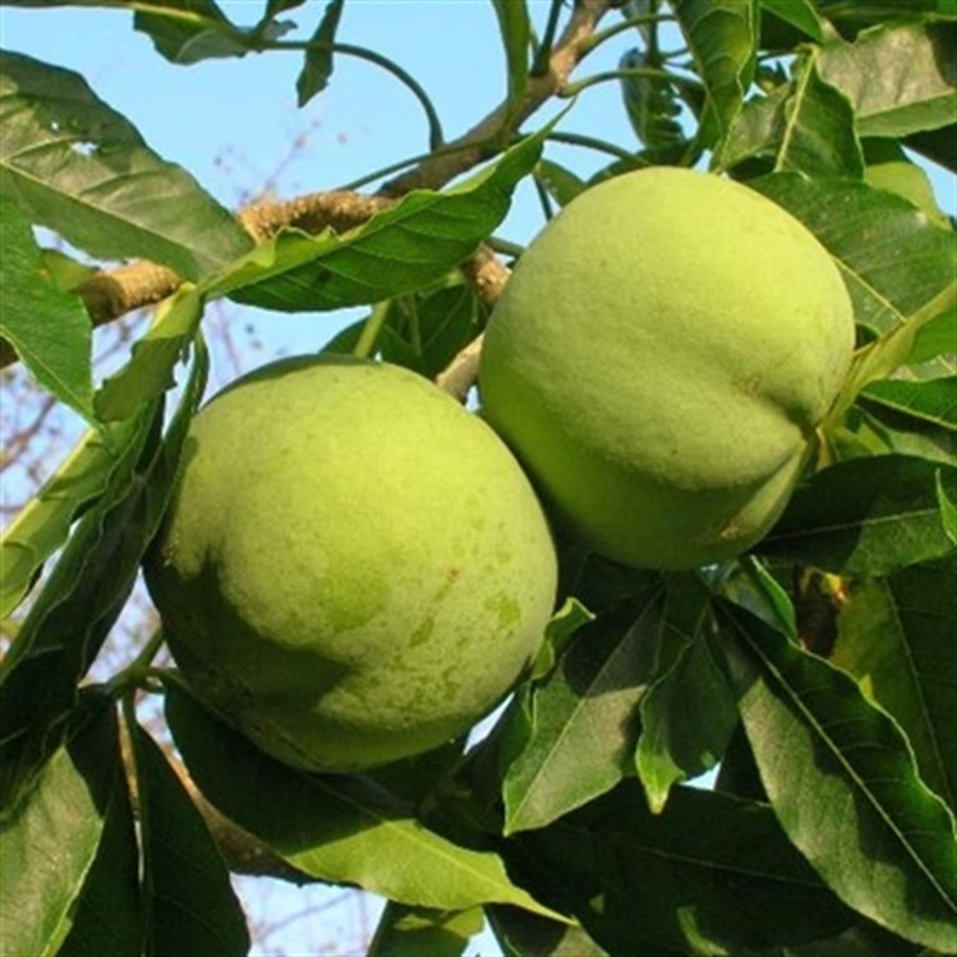 WHİTE SAPOTE FİDANI