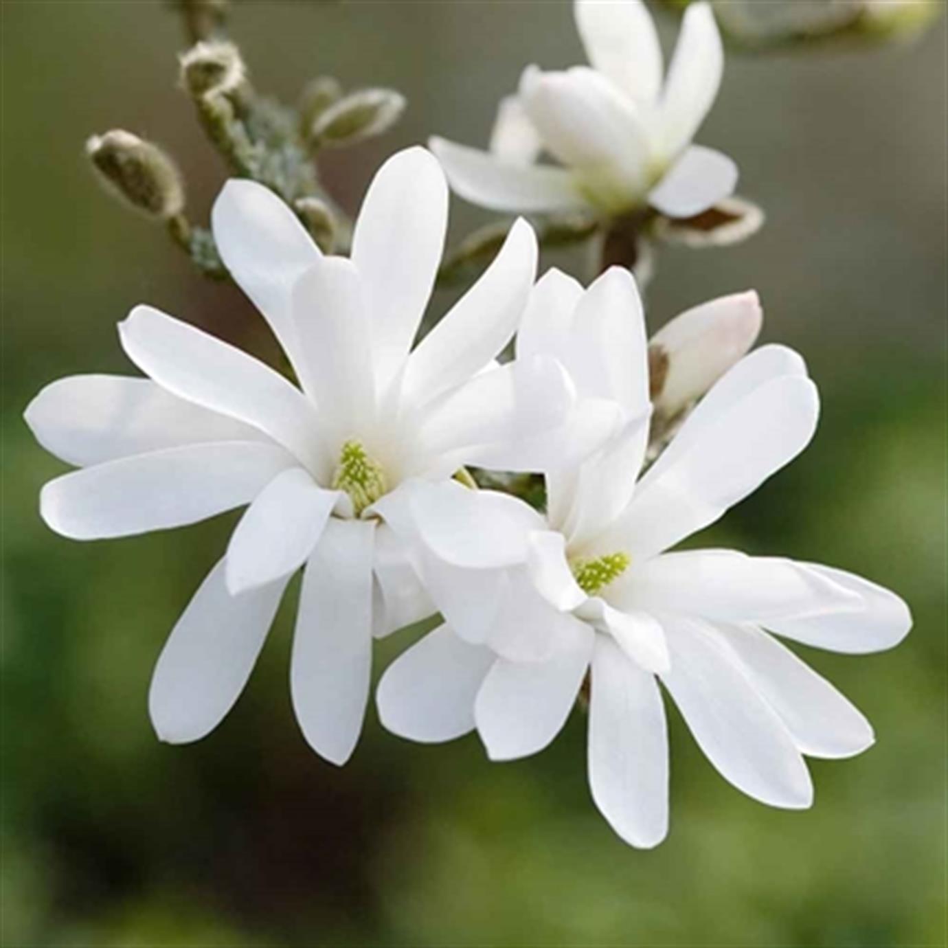 YILDIZ MANOLYA (MAGNOLİA STELLATA) FİDANI