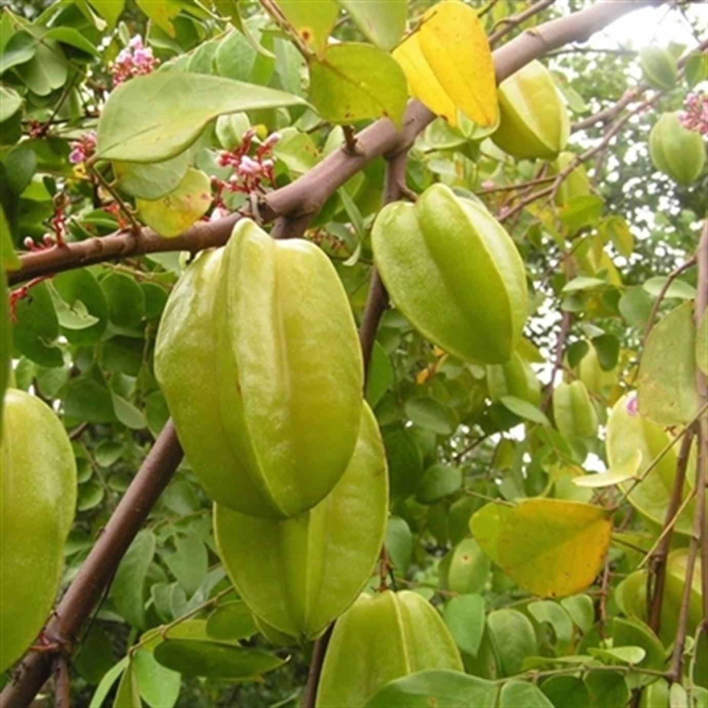 YILDIZ MEYVESİ (CARAMBOLA) FİDANI