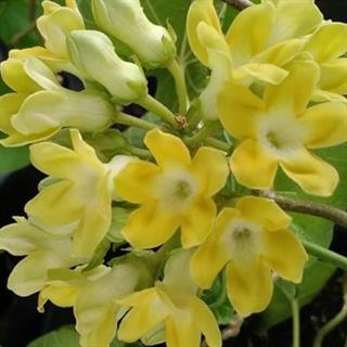 ÇİN MENEKŞESİ (TELOSMA CORDATA) FİDANI