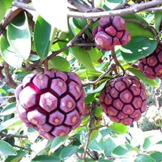KADSURA MEYVESİ (KADSURA COCCİNEA) FİDANI
